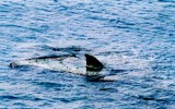 Uno squalo nello stretto di Messina-VIDEO